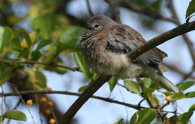 frieda 009.jpg - Baba rooibosduifie..word ook genoem die lemoenduifie